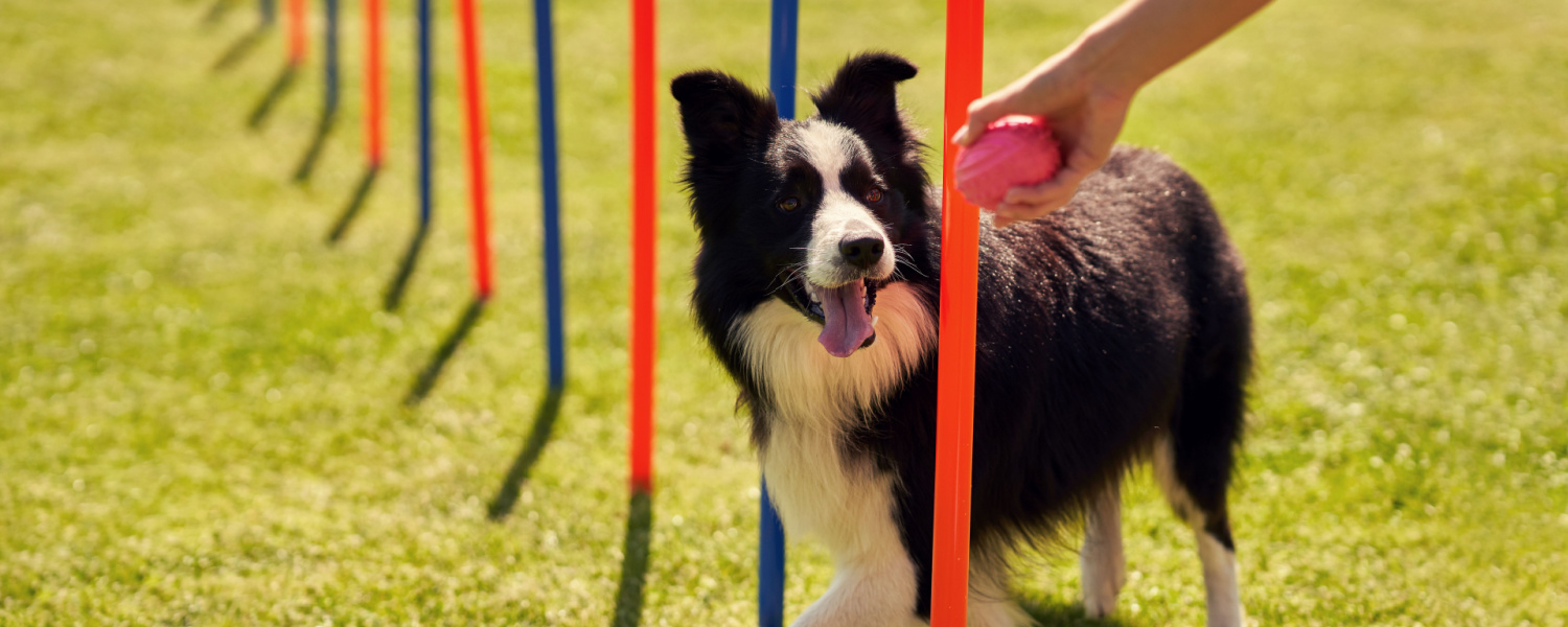 Canine Obedience Training Geneva IL