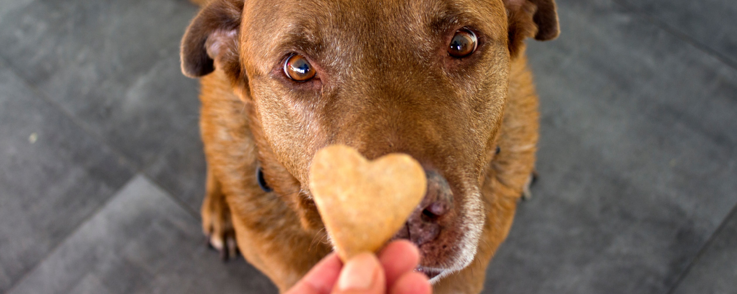 Dog Behavior Training Geneva IL