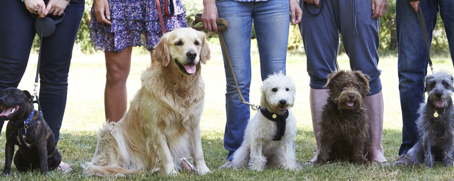 Dog Training Classes Geneva IL