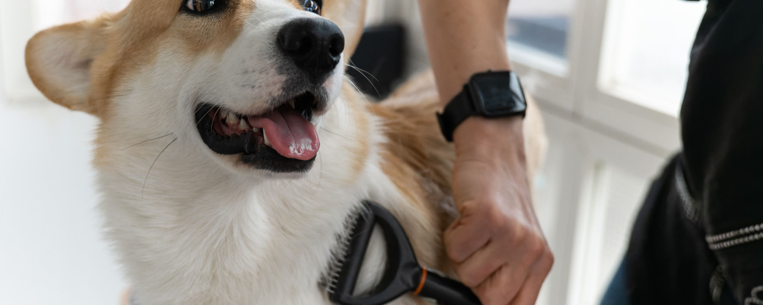 Local Pet Care Geneva IL