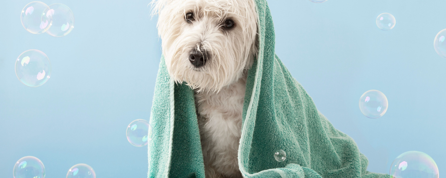 Pet Grooming Services Geneva IL