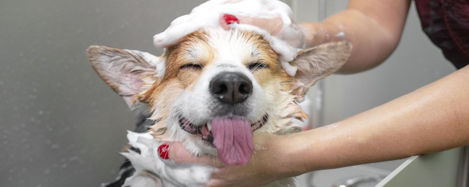 Professional Dog Groomers Geneva IL