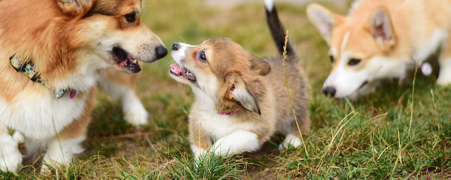 Puppy Socialization Geneva IL