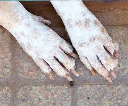 dog-nail-grinding-geneva,-illinois-woofbeach-palms dog nail grinding geneva, illinois woofbeach palms