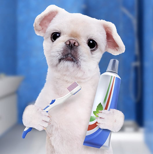 dog-teeth-brushing-geneva,-il-woofbeach-palms dog teeth brushing geneva, il woofbeach palms