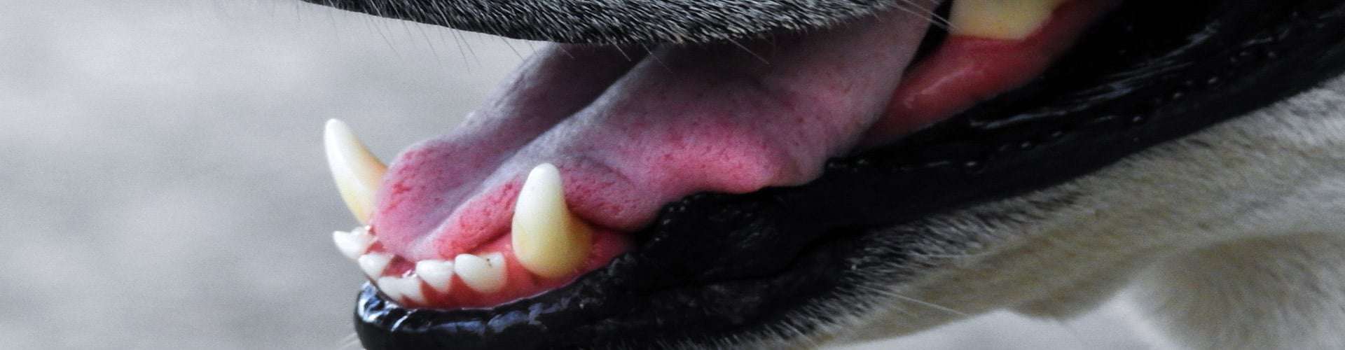 dog-teeth-brushing-geneva,-il dog teeth brushing geneva, il