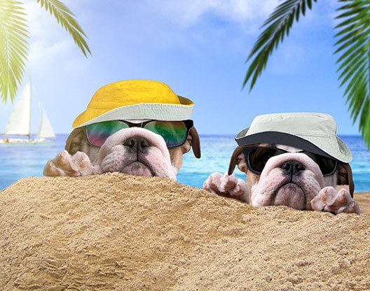 geneva,-il-dog-care-woofbeach-palms geneva, il dog care woofbeach palms