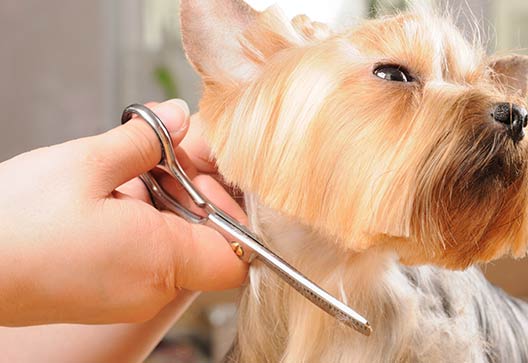 geneva,-il-dog-grooming geneva, il dog grooming