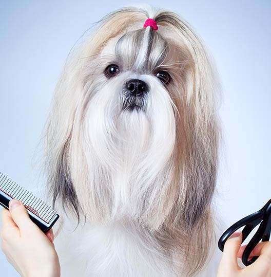 illinois-woofbeach-dog-grooming-geneva,-il illinois woofbeach dog grooming geneva, il