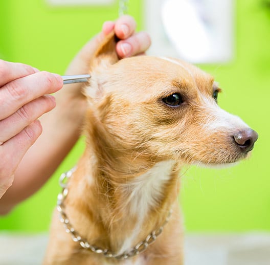 woof-ebach-palms-dog-ear-cleaning-geneva,-il WoofBeach palms dog ear cleaning geneva, il