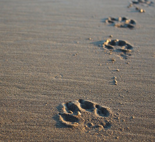woofbeach-palms-geneva,-il-paw-pads woofbeach palms geneva, il paw pads
