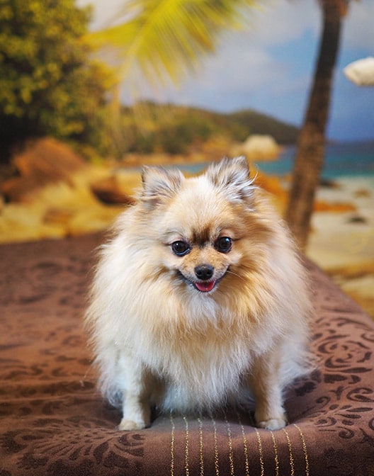 woofbeach-palms-geneva,-illinois woofbeach palms geneva, illinois