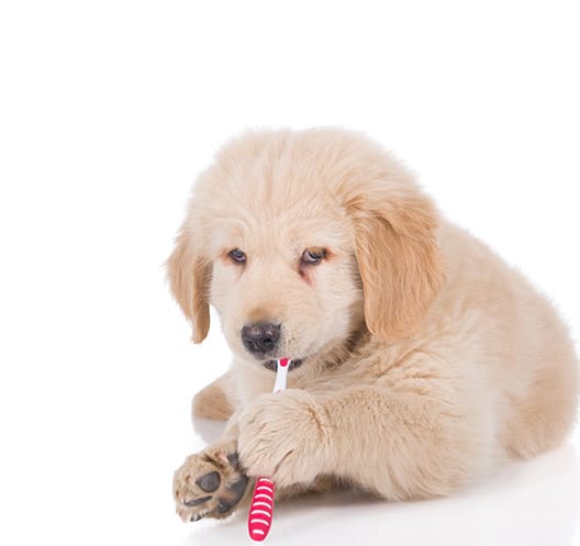 woofbeach-palms-illinois-geneva-dog-teeth-brushing woofbeach palms illinois geneva dog teeth brushing
